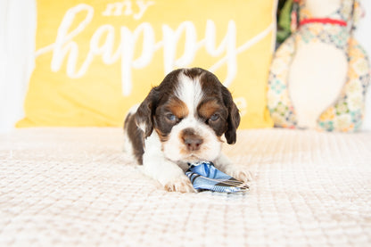 Miles-Cocker Spaniel Male