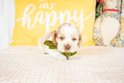 Madeline-Cocker Spaniel Female