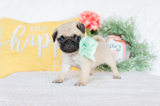 Pug Female (Keisha)