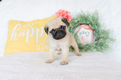 Pug Female (Keisha)