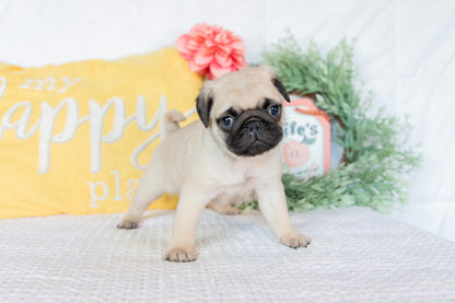 Pug Female (Keisha)