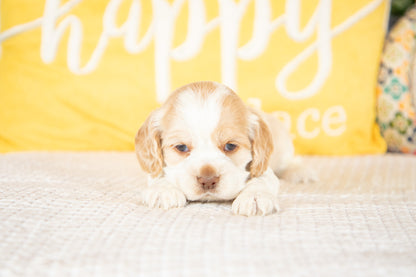 Monty-Cocker Spaniel Male