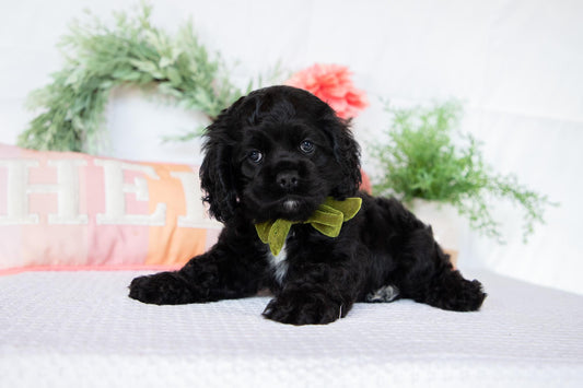 Cocker Spaniel Female (Annabelle)