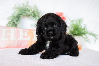 Cocker Spaniel Female (Annabelle)
