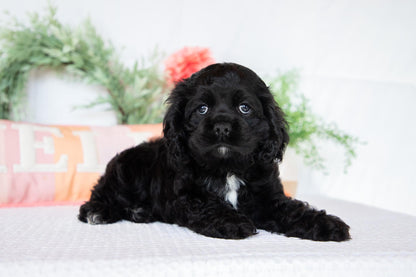 Cocker Spaniel Female (Annabelle)