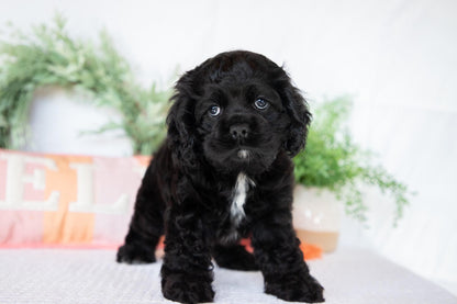 Cocker Spaniel Female (Annabelle)