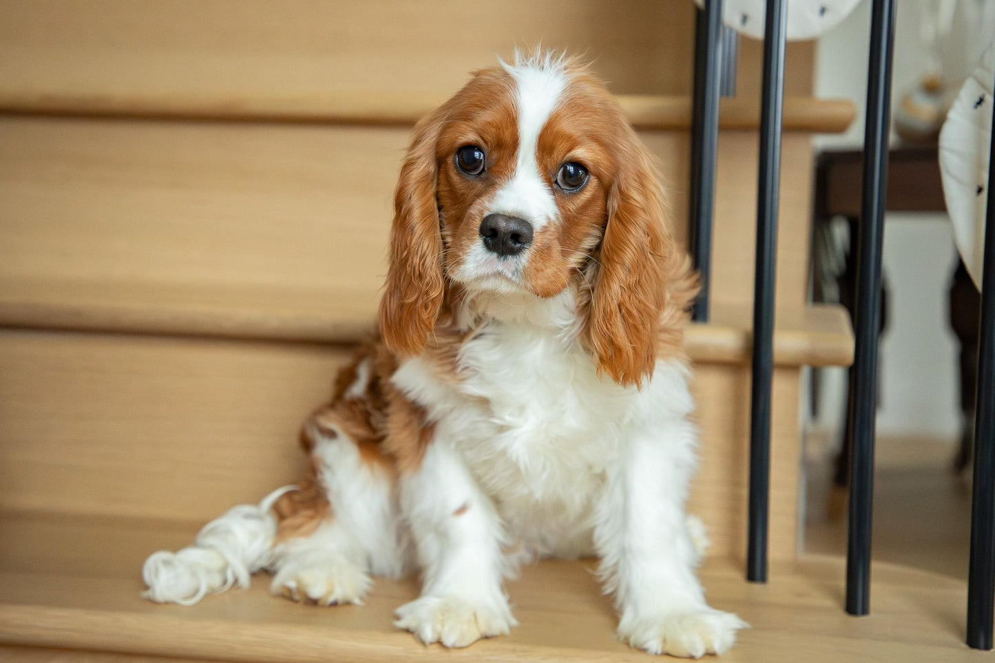 Oscar-Cavalier King Charles Male