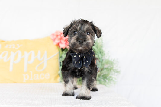 Miniature Schnauzer - Female (Jane)