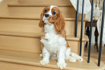 Oscar-Cavalier King Charles Male