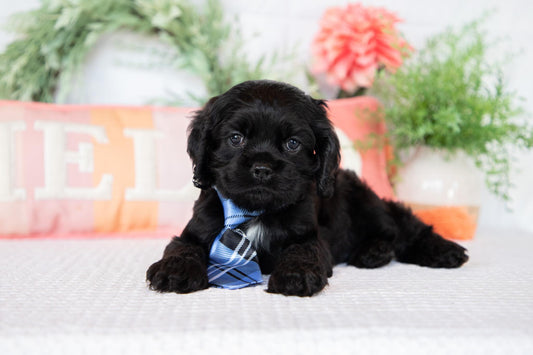 Cocker Spaniel Male (Asher)