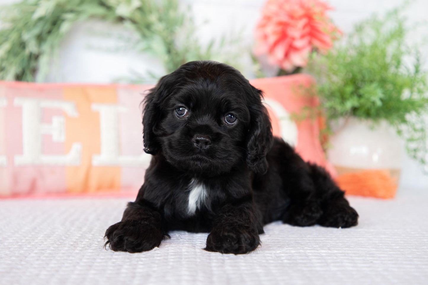 Cocker Spaniel Male (Asher)