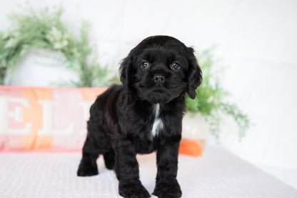 Cocker Spaniel Male (Asher)
