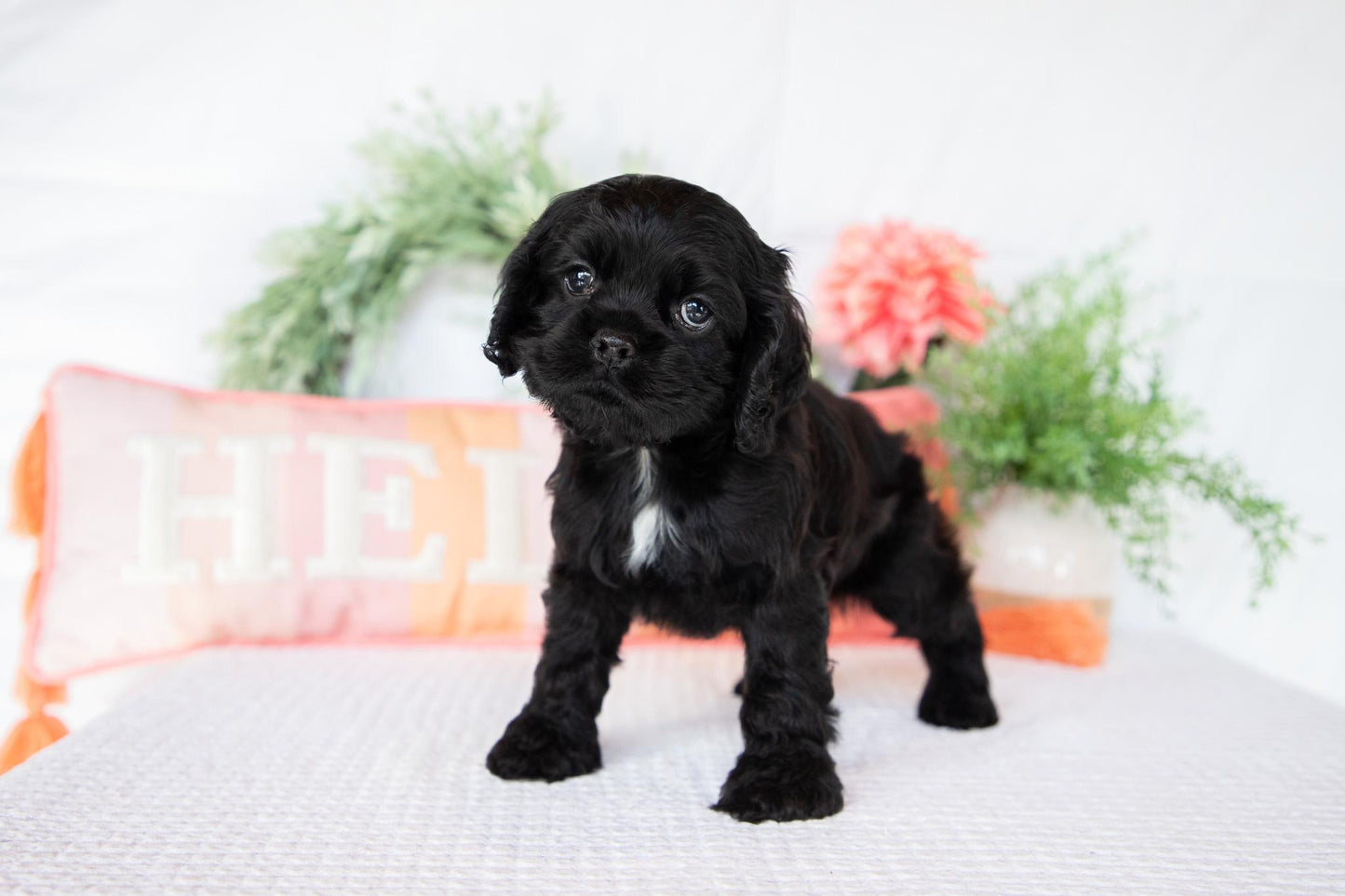 Cocker Spaniel Male (Asher)