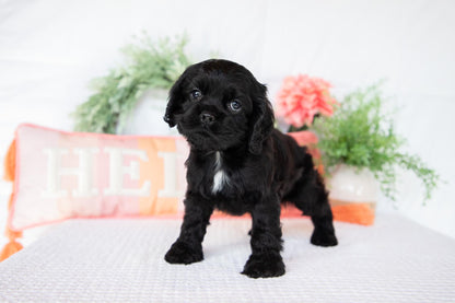 Cocker Spaniel Male (Asher)
