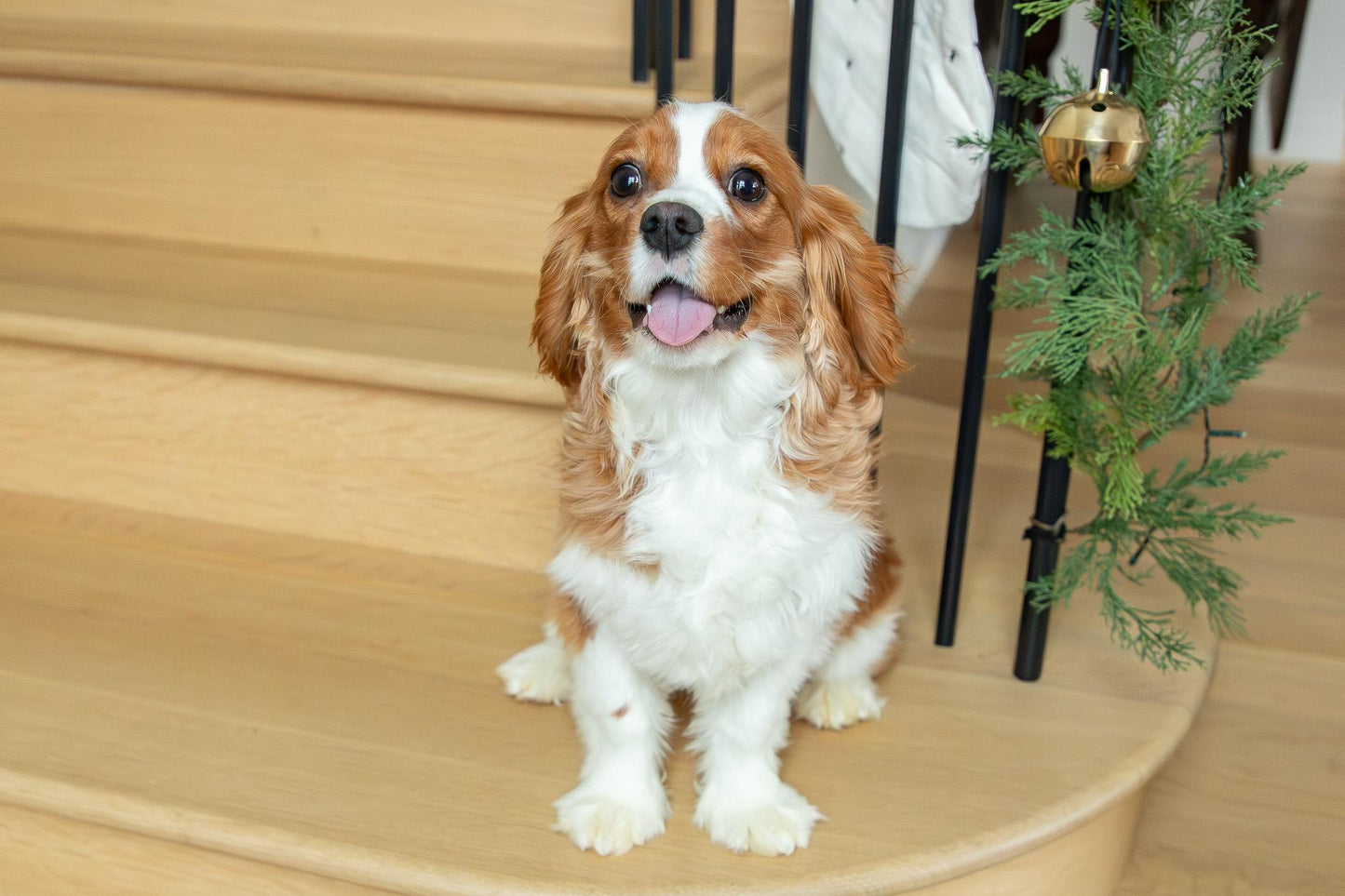 Oscar-Cavalier King Charles Male