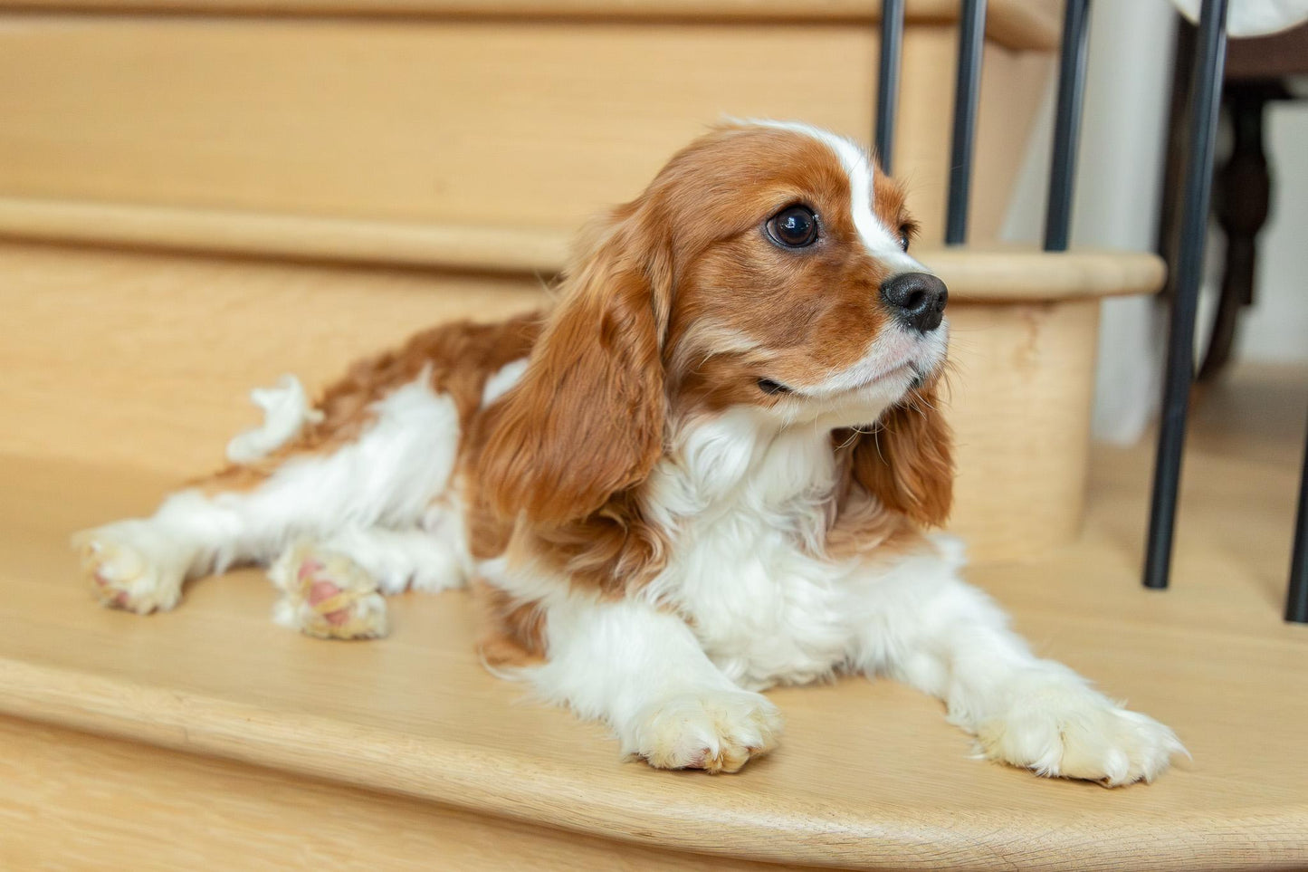 Oscar-Cavalier King Charles Male