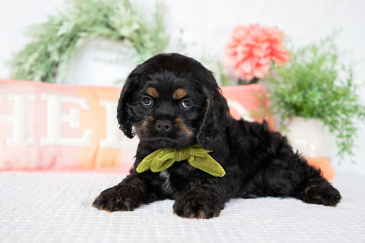 Cocker Spaniel Female (Annie)