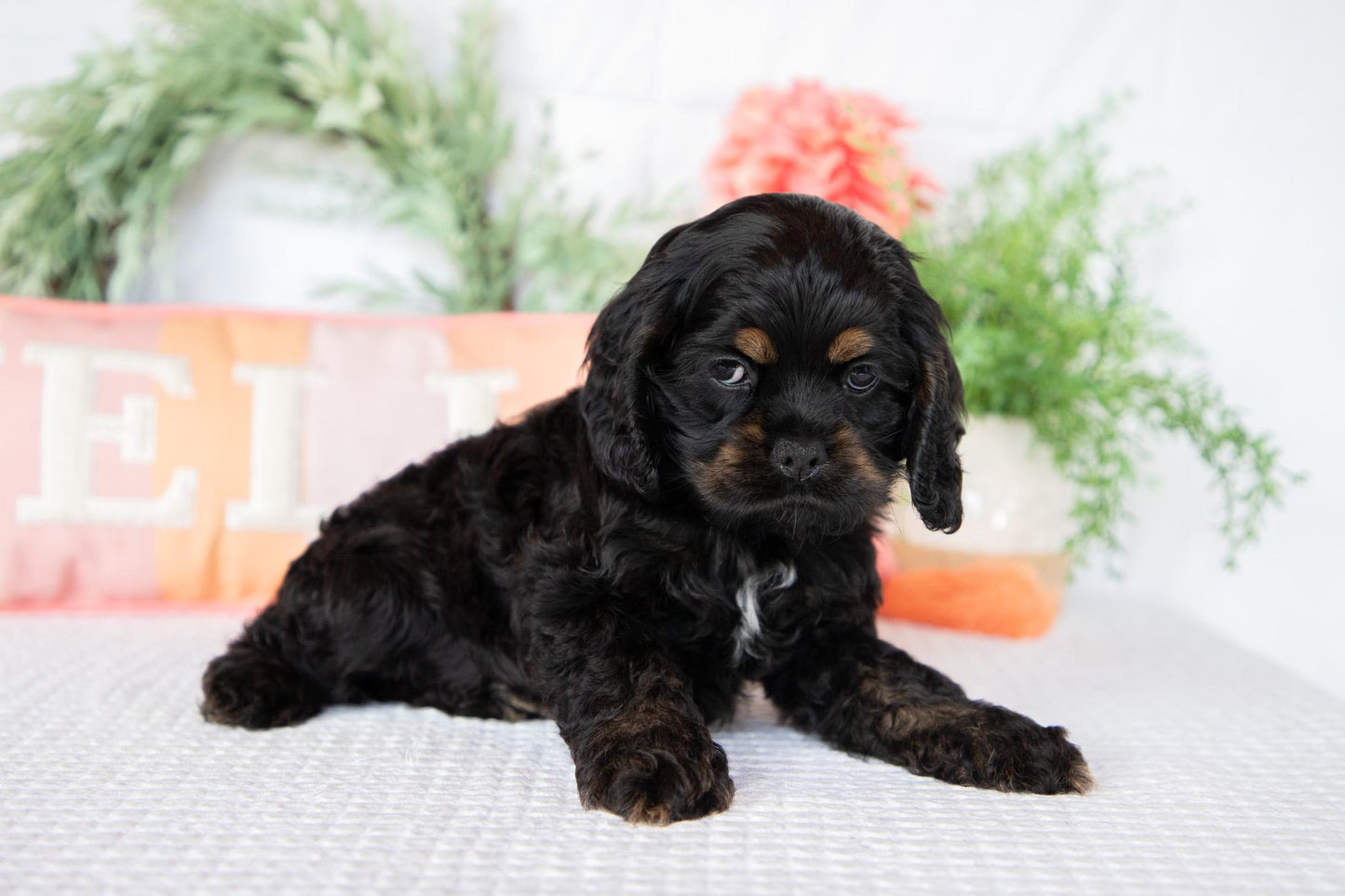 Cocker Spaniel Female (Annie)