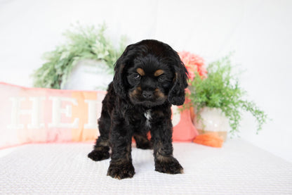 Cocker Spaniel Female (Annie)