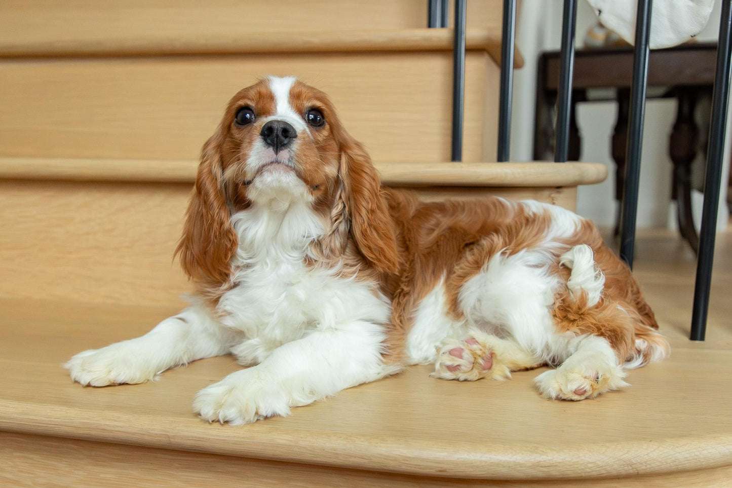 Oscar-Cavalier King Charles Male