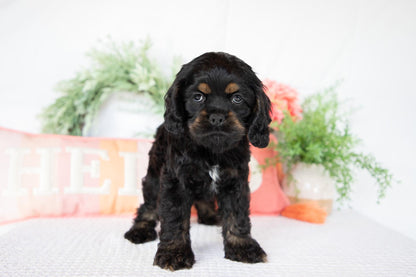 Cocker Spaniel Female (Annie)