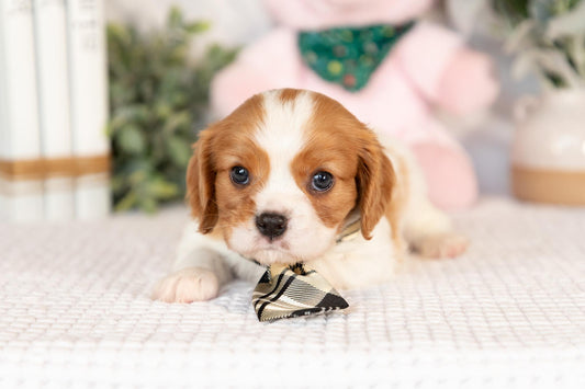 Cavalier King Charles Spaniel Male (Chance)