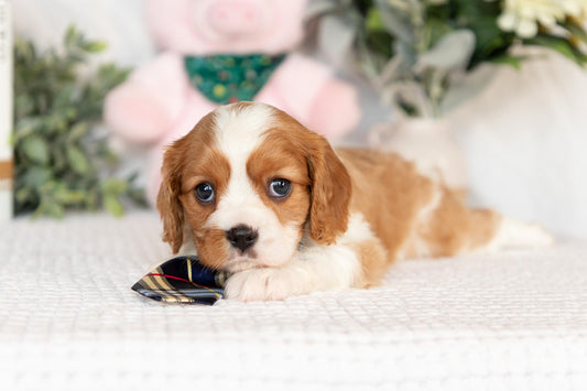 Cavalier King Charles Spaniel Male (Crew)