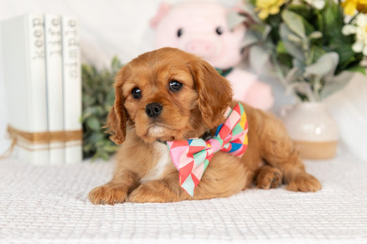 Cavalier King Charles Spaniel Female (Finley)