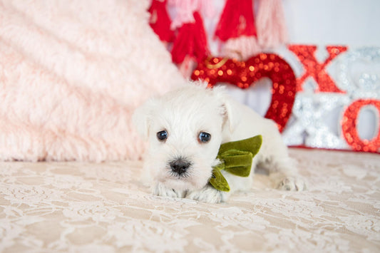 Snow- Miniature Schnauzer Female