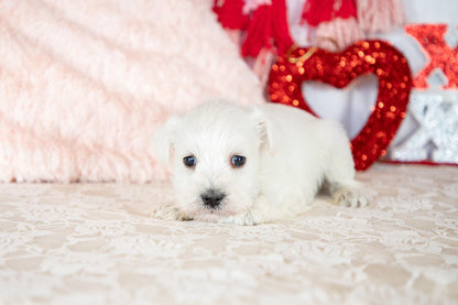 Snow- Miniature Schnauzer Female