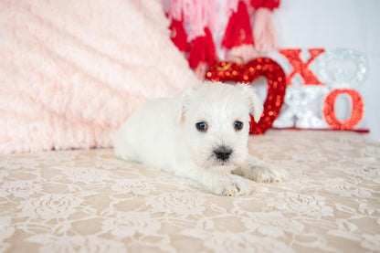 Snow- Miniature Schnauzer Female