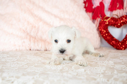 Snow- Miniature Schnauzer Female