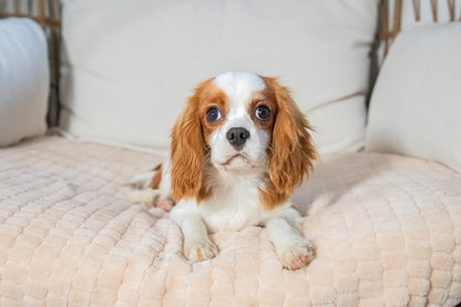 Polo-Cavalier King Charles Male