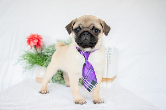 Pug Male (Dante)