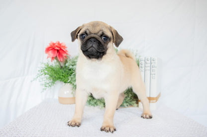 Dante-Male Pug