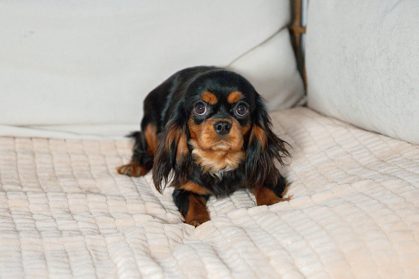 Angel-Cavalier King Charles Female