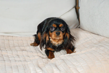 Angel-Cavalier King Charles Female