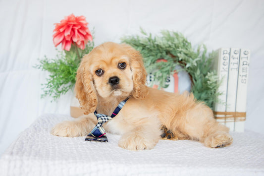 Cocker Spaniel Male (Remington)