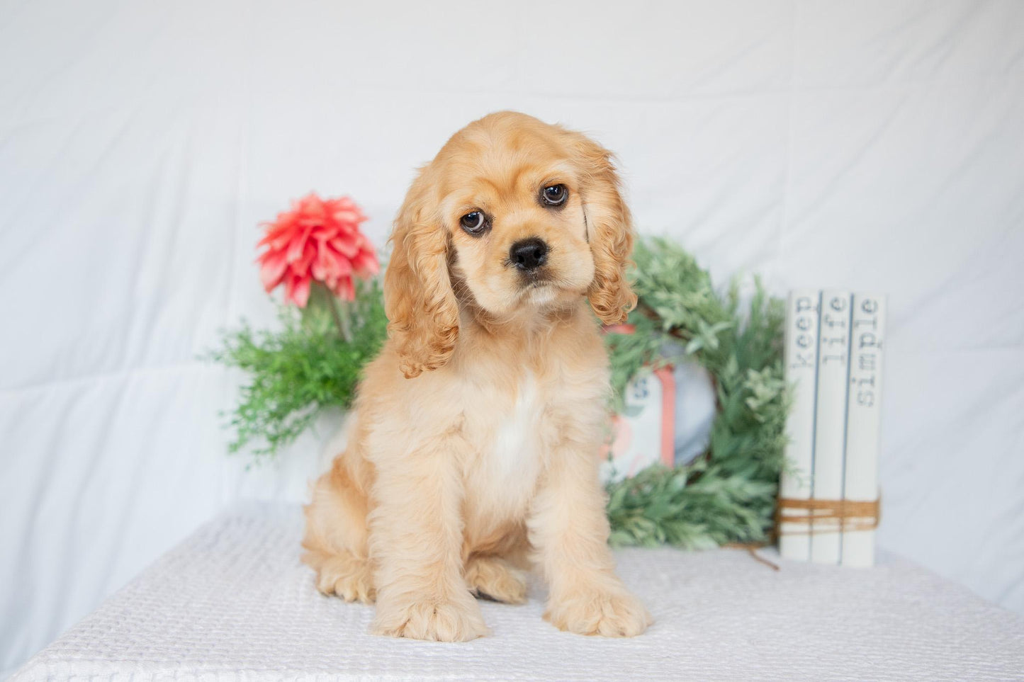 Cocker Spaniel Male (Remington)