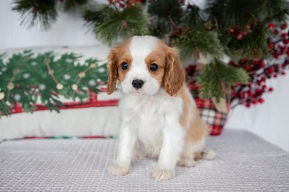 Cavalier King Charles Male (Tiko))