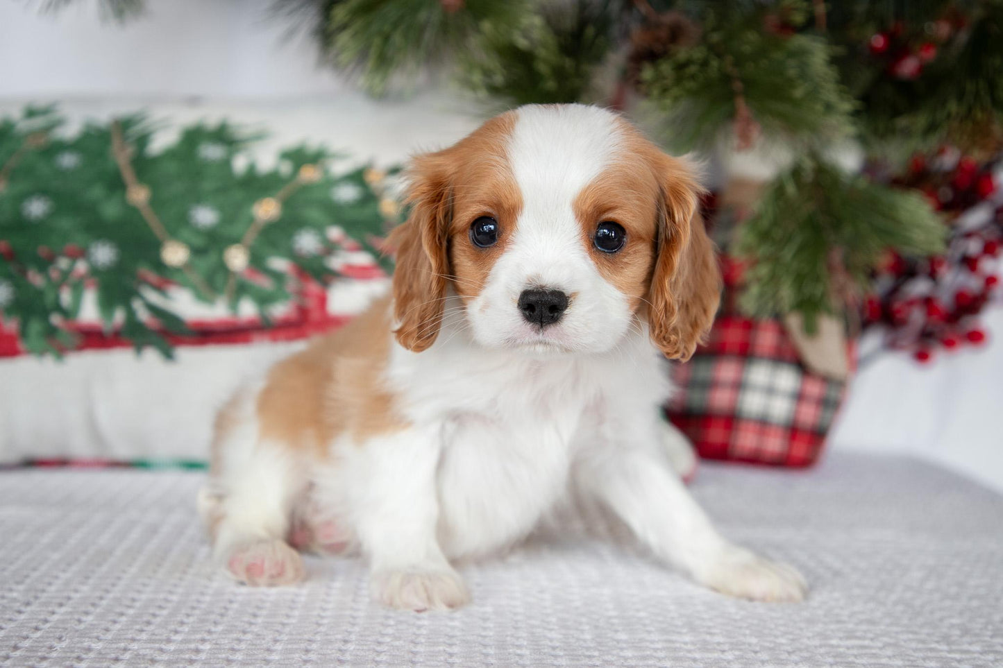 Cavalier King Charles Male (Tiko))