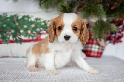 Cavalier King Charles Male (Tiko))