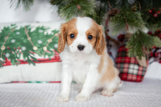 Cavalier King Charles Male (Tiko))