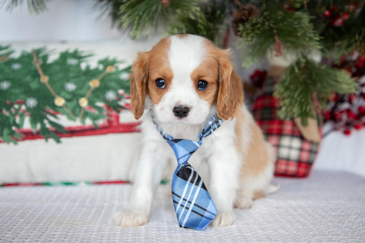 Cavalier King Charles Male (Tiko))