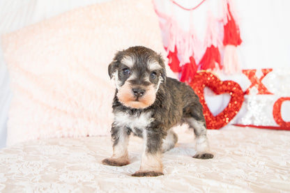 Lolly-Miniature Schnauzer Female