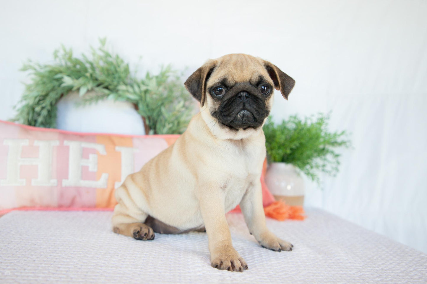 Pug Female (Mary)