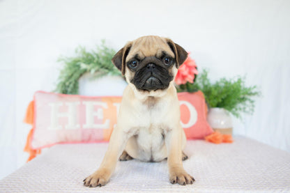 Pug Female (Mary)