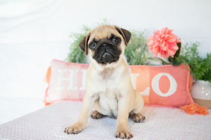 Pug Female (Mary)