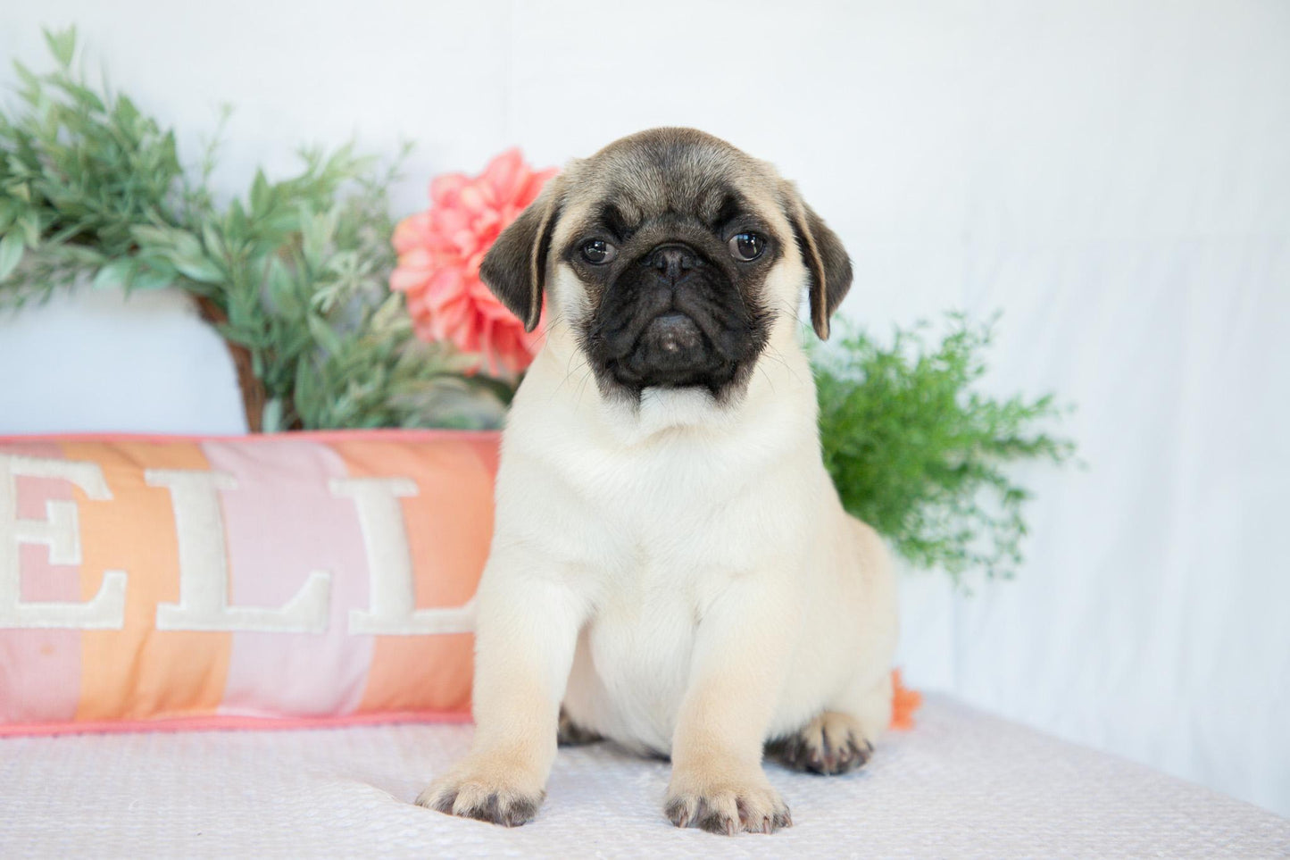 Pug Male (Monroe)