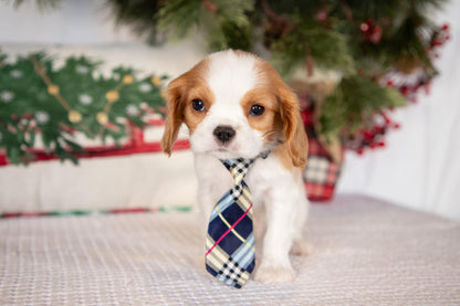 Cavalier King Charles Male (Timmy)